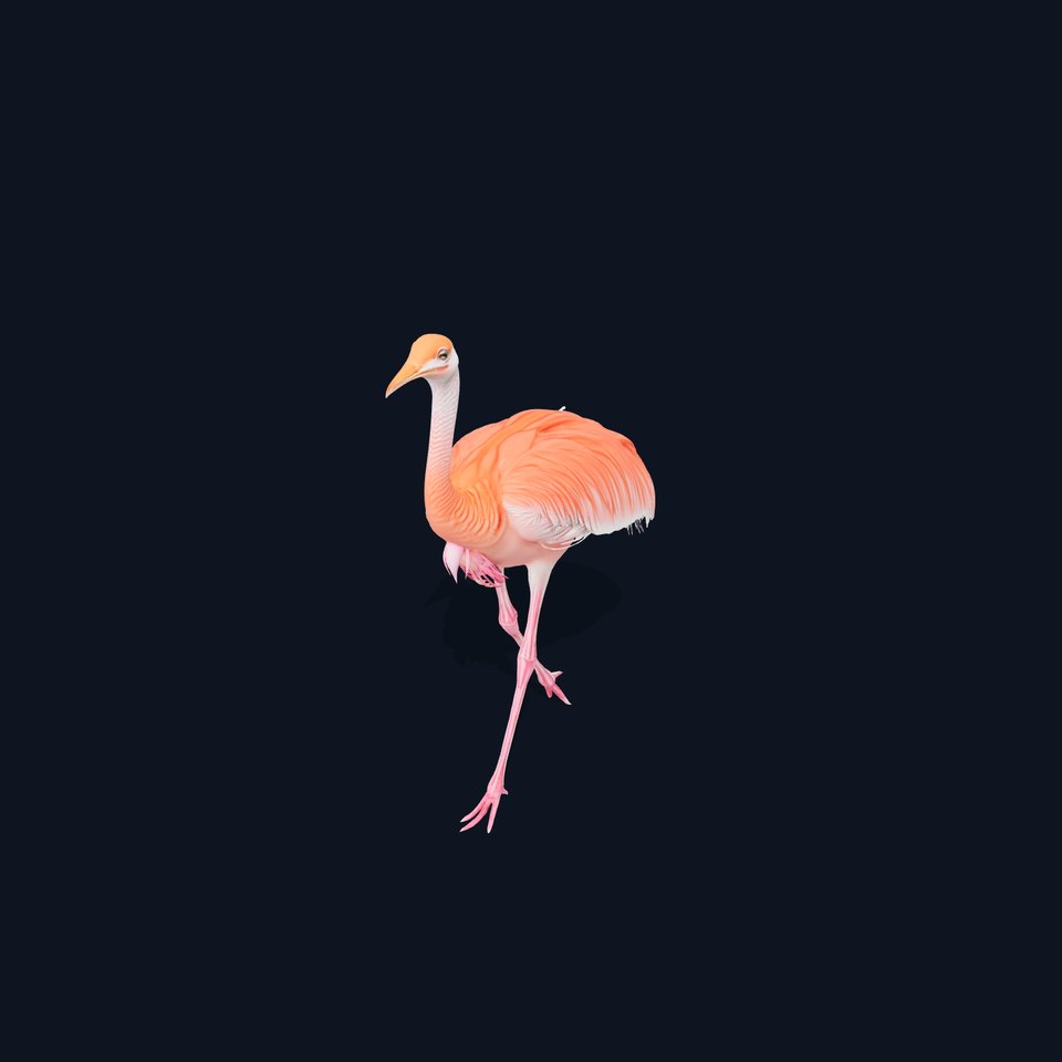 Elegant Flamingo Bird model pack